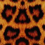 Animalsmall
